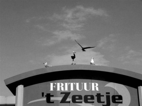 frite