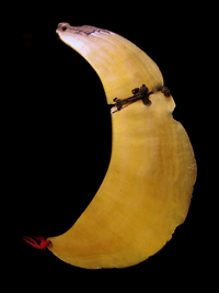 Kina-Papouasie