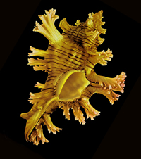 Phyllonotus