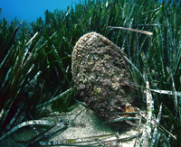 Pinna-Stareso