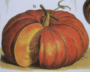 Citrouille300