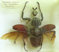 Coléoptère180