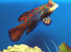 poisson180