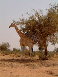 Contempler la faune sauvage, même par écran interposé, nous rappelle d'où nous venons (Crédit photographique Dr. V. Ceuleers)2
