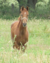 cheval1