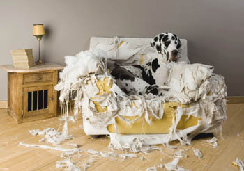 chien