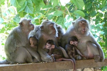 macaques