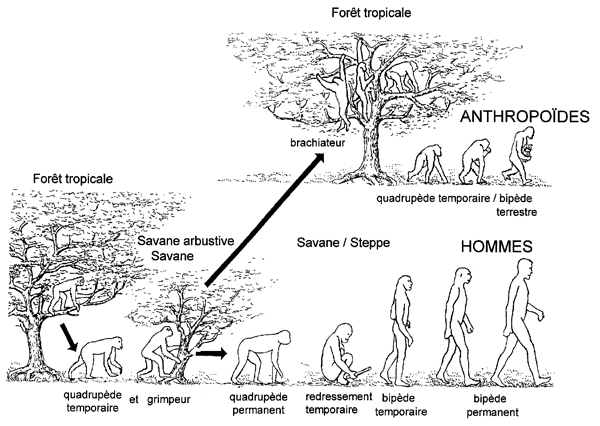 OTTE et NOIRET fig 1