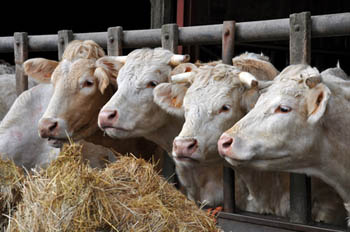 vaches