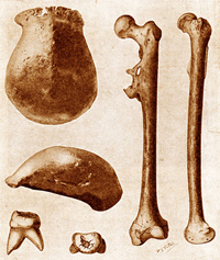 2.Pithecanthrope-Dubois