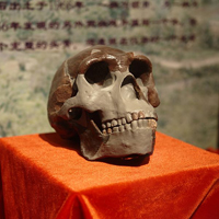 4.Sinanthrope