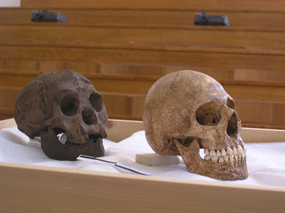 6.Homo floresiensis