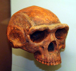 9.Homo erectus