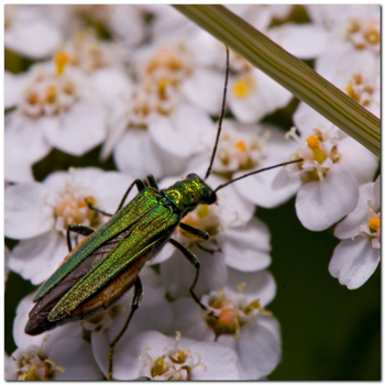 20080615 DSC8866