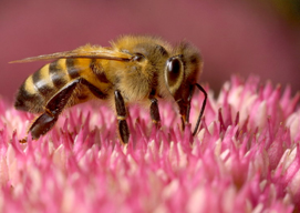 abeille