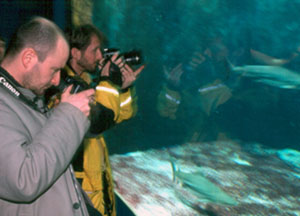 aquarium requins