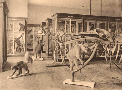 institutzoologie1921