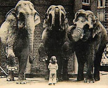 alexander-kluge enfant éléphant350
