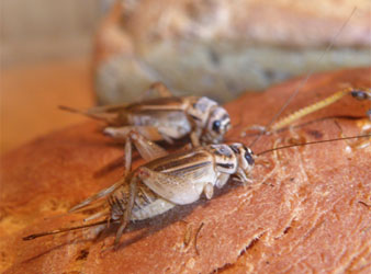 pain aux grillons