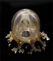 cladonema