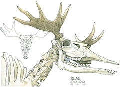 elan