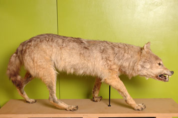 Loup belge anterieur1856