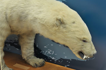 ours blanc