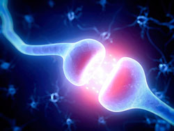 neurosciences