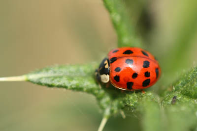 coccinelle exotique sur nos contrées