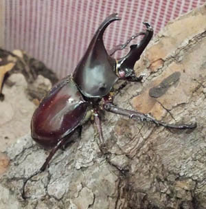 scarabée à hexapoda
